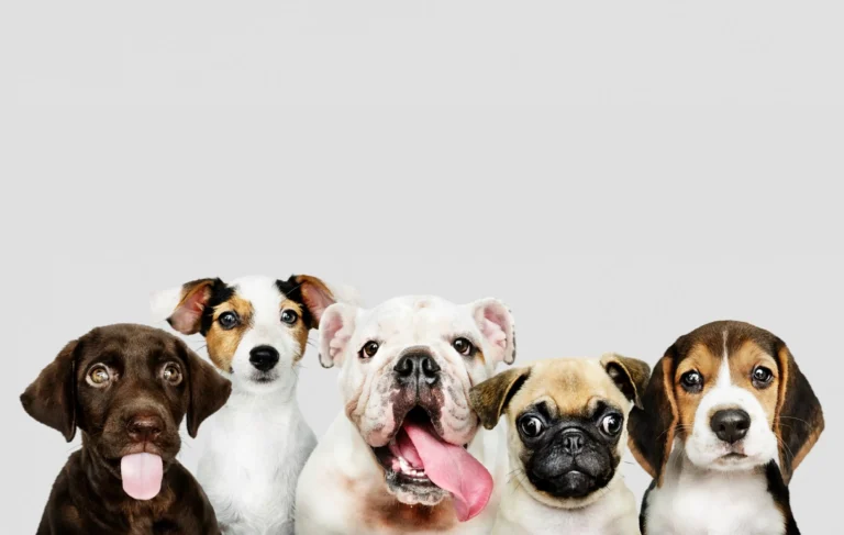 fondo envios udw